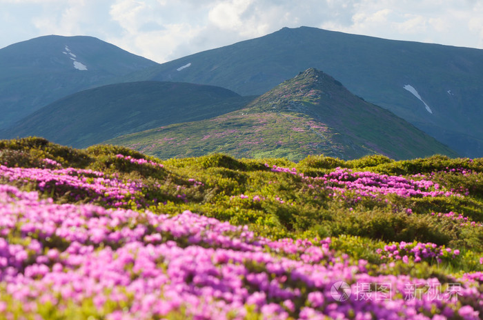 有花杜鹃的山景