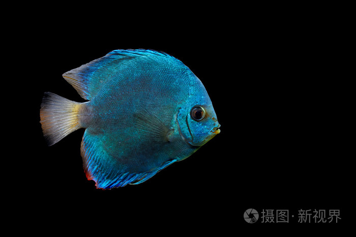 在深色背景上蓝色的鱼