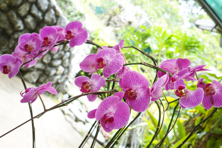 湿法朵美丽的花兰花。雨后的华丽滴。兰花公园，吉隆坡马来西亚