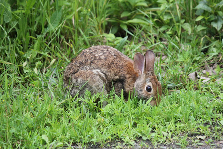 兔 北美洲兔类 floridanus 东部棉尾兔