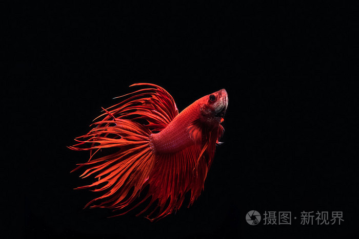 红色暹罗鱼在黑色背景下分离
