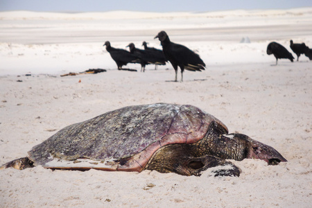 死在沙 Maranheses，巴西龟
