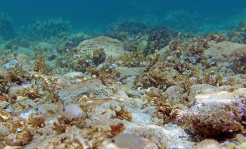 爱琴海海底摄影镜头