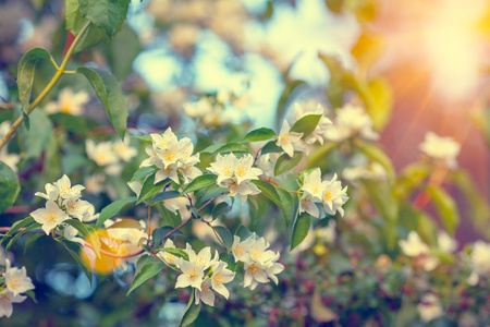 茉莉花布什在日落