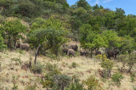 大象。兰斯堡国家公园。南非