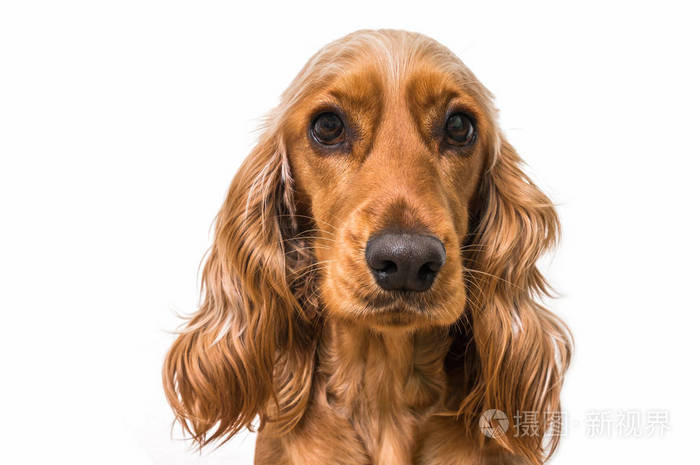 英语溺爱犬的狗上白色孤立照片 正版商用图片0d63cg 摄图新视界 英语溺爱犬的狗上白色孤立照片 正版商用图片0d63cg 摄图新视界