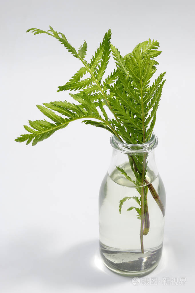 在白色背景上绿色蕨叶在玻璃花瓶里