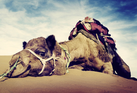 骆驼在沙漠里休息