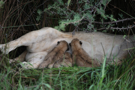 狮子野生哺乳动物非洲