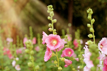 美丽的蜀葵花或蜀花图片