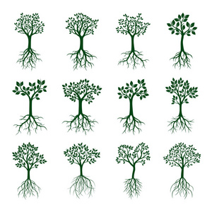 设置与叶和根的绿树。矢量图