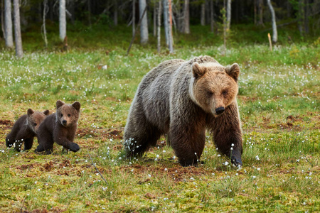 母亲棕色的熊和她的幼崽