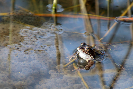 搞笑青蛙在池塘里