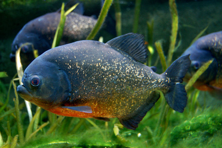 赤腹食人鱼红腹食人鱼在水族馆的鱼照片