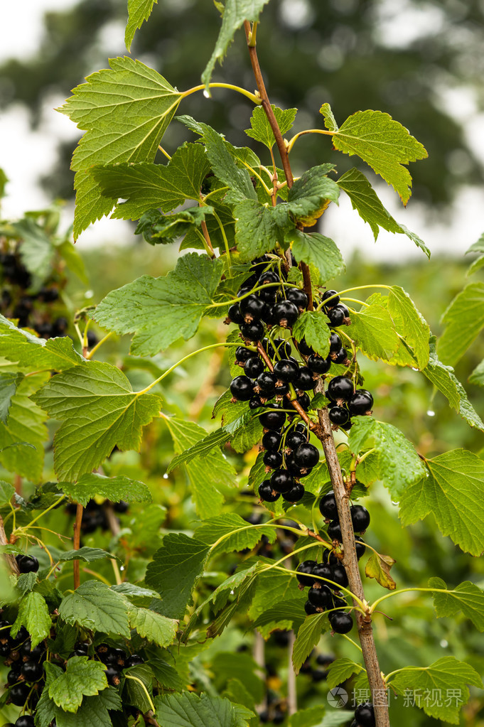 新鲜黑加仑浆果