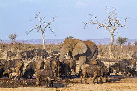 非洲丛林和大象和非洲野牛在克鲁格国家