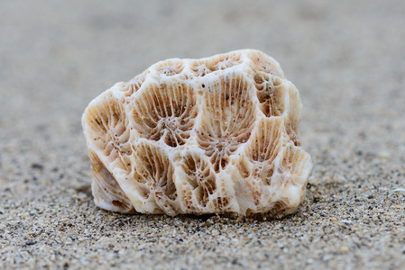 在沙滩上的死珊瑚
