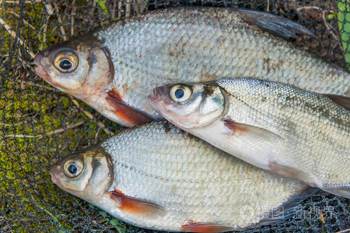 几种淡水鱼类: 白色鳊鱼或银色的鱼和 zope 或