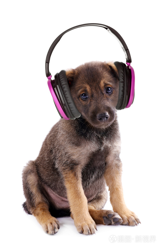 戴耳机的狗狗图片大全图片