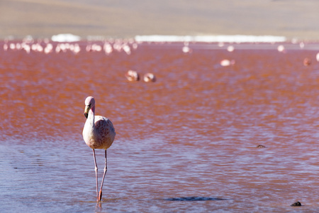 火烈鸟在玻利维亚红湖图片