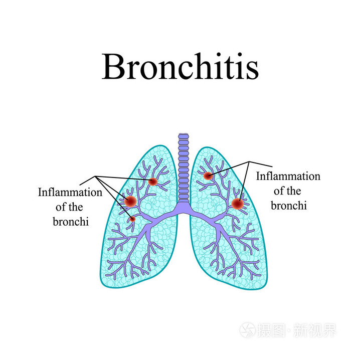 人肺的解剖结构.对孤立背景矢量图