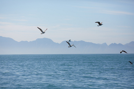 在南非海景观