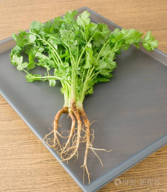 中国芫荽或胡荽灰色的托盘上