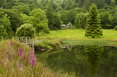 乡村景观花盛开的草地 池塘和背景下，英国，欧洲森林