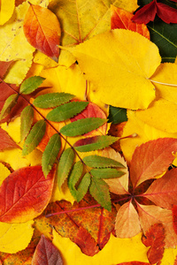 黄色和红色的叶子