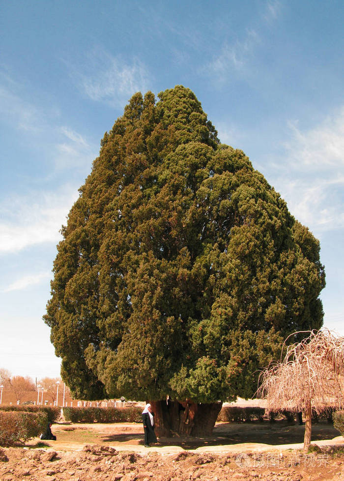 古代生活松柏树收放e阿巴尔古相比是本地人abarkuh伊朗