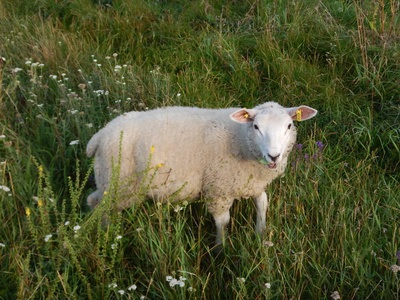 集团的绿色草地上的羊