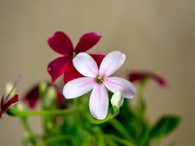 仰光爬山虎花