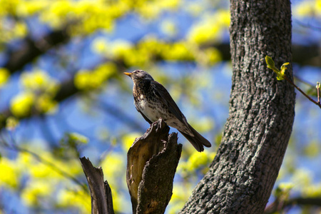 坐在一棵树上，望着模糊的美丽 fieldfare