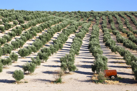 橄榄色树种植园，在安大路西亚的山丘上