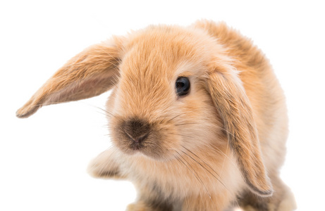 罗布泊的耳朵图片