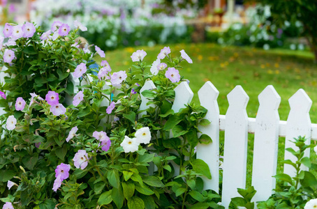 栅栏花图片