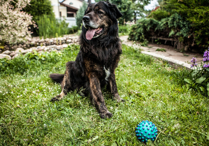 黑色的大狗由户外玩具球。安全哨兵高加索牧羊犬