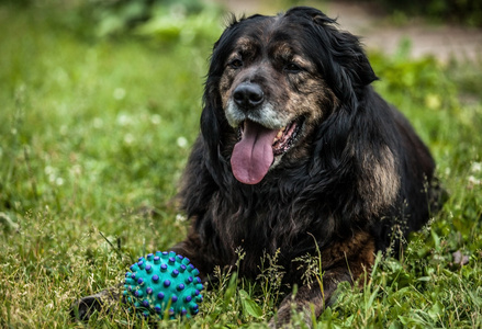 黑色的大狗由户外玩具球。安全哨兵高加索牧羊犬