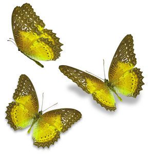 三只黄色的蝴蝶图片