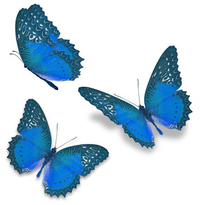 三只蓝色的蝴蝶