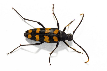 白色背景上的 longhorn 甲虫 Leptura quadrifasciata