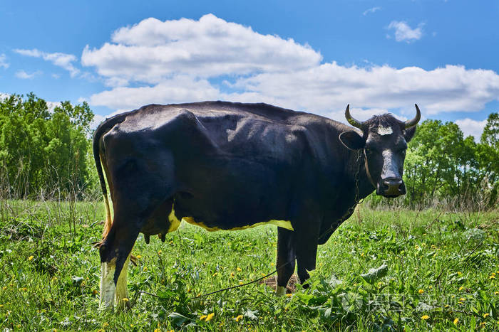 在一片绿色的草地上放牧的黑母牛