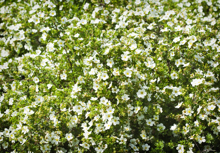 夏季白花背景