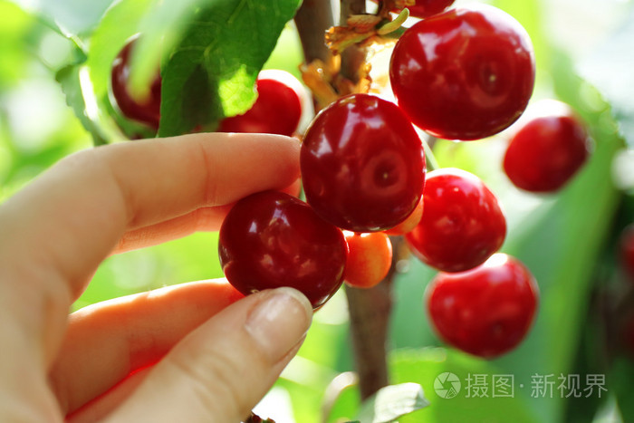 在花园里摘樱桃从分支的女性手