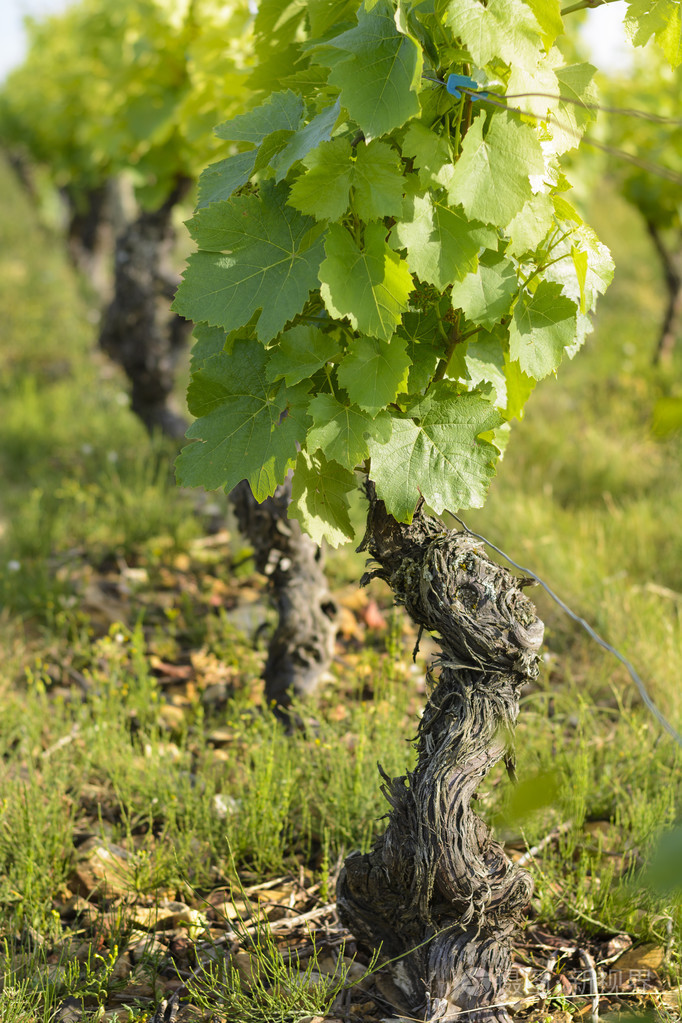 葡萄和葡萄树的叶子