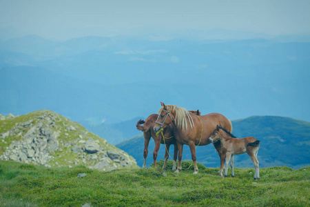 马放牧在草甸乌克兰喀尔巴阡山谷