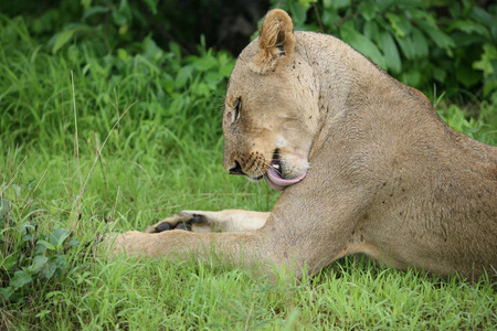 狮子野生哺乳动物非洲