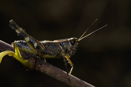 昆虫的触角图片