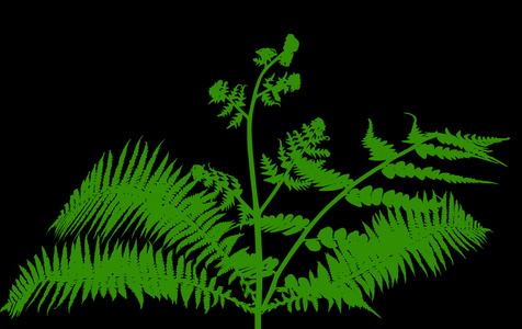 蕨类植物布什剪影图片
