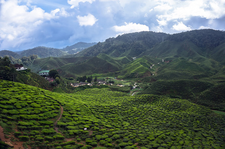 茶叶种植园